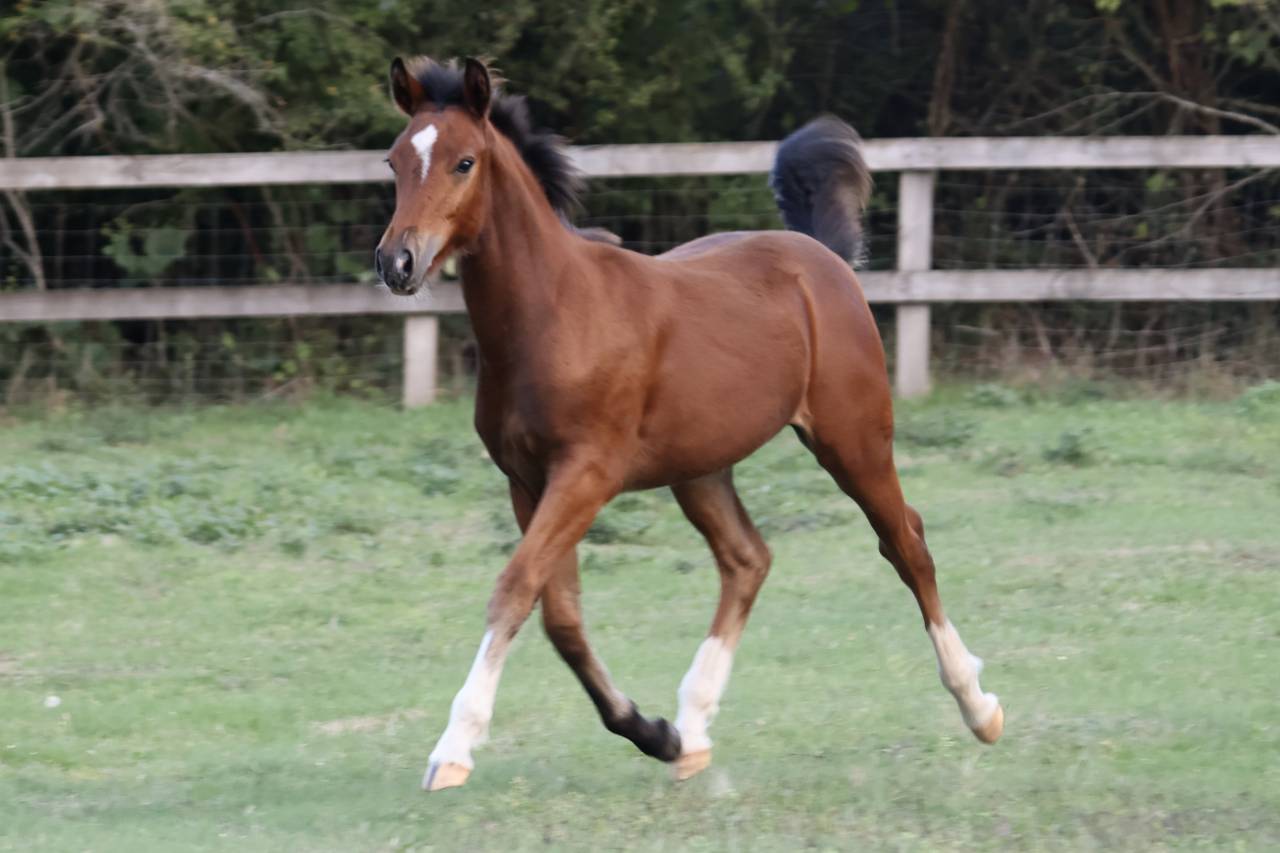 Pouliche PFS - Dressage / CCE