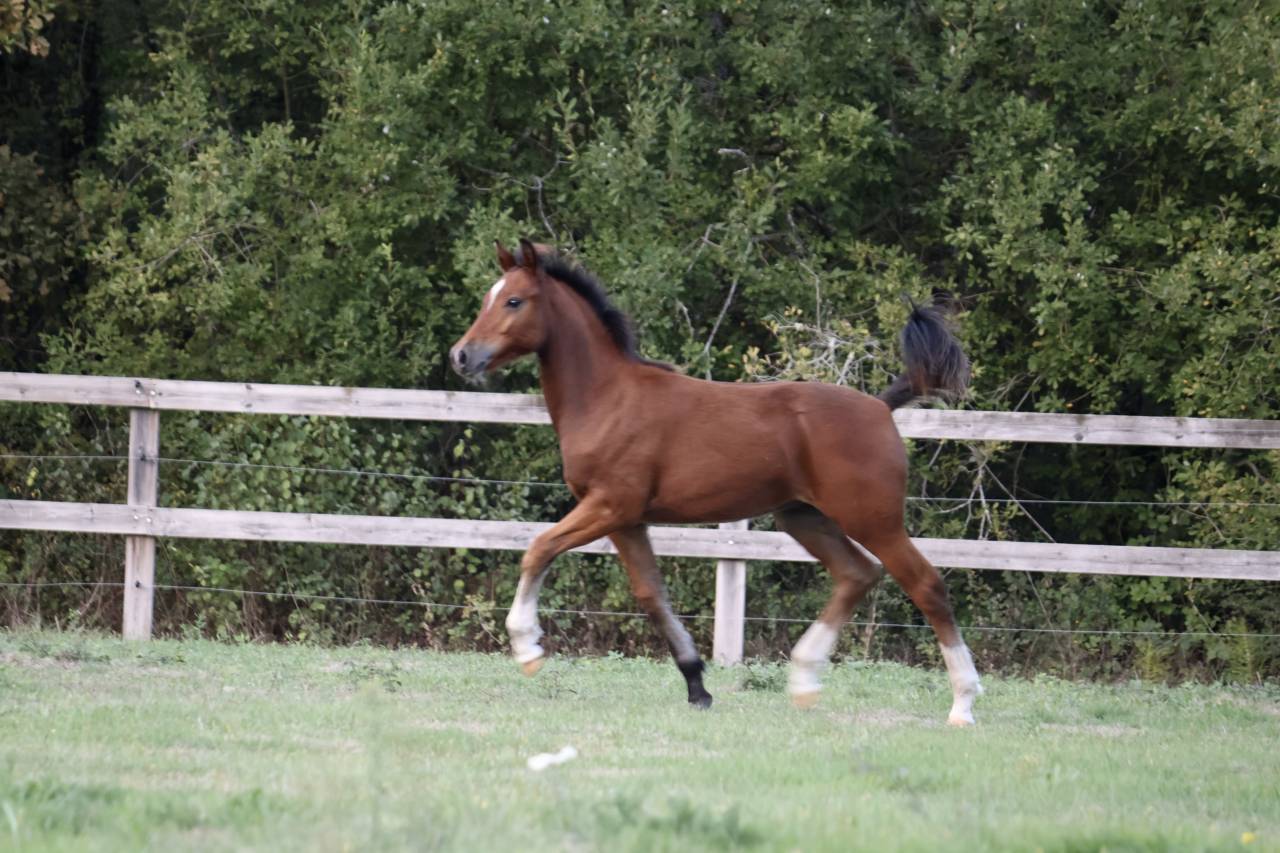 Pouliche PFS - Dressage / CCE