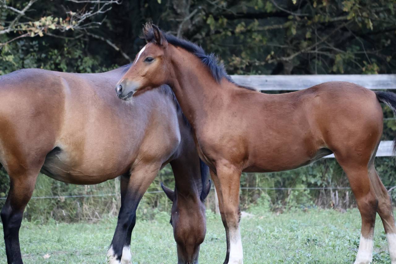 Pouliche PFS - Dressage / CCE