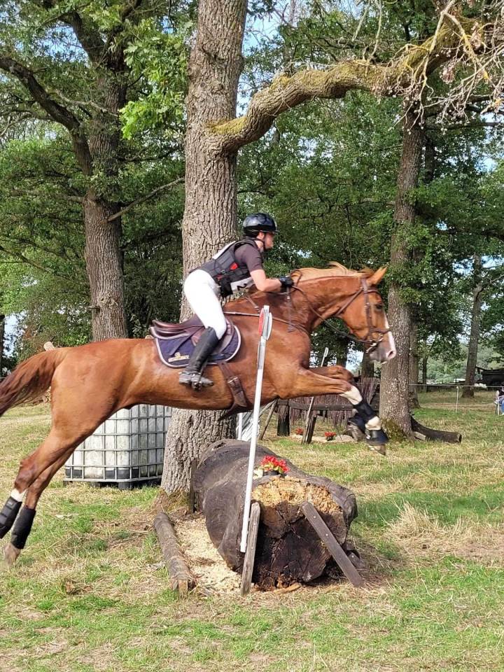 Super hongre &agrave; la recherche d&rsquo;une famille 5⭐️