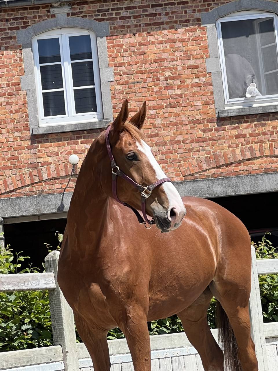 Super hongre &agrave; la recherche d&rsquo;une famille 5⭐️