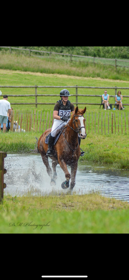 Super hongre &agrave; la recherche d&rsquo;une famille 5⭐️