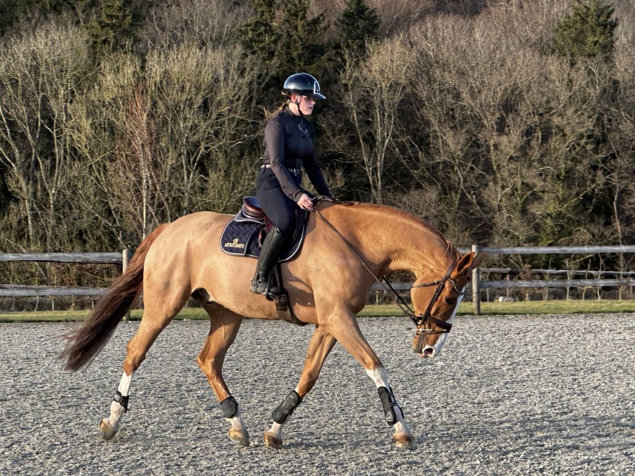 Super hongre &agrave; la recherche d&rsquo;une famille 5⭐️