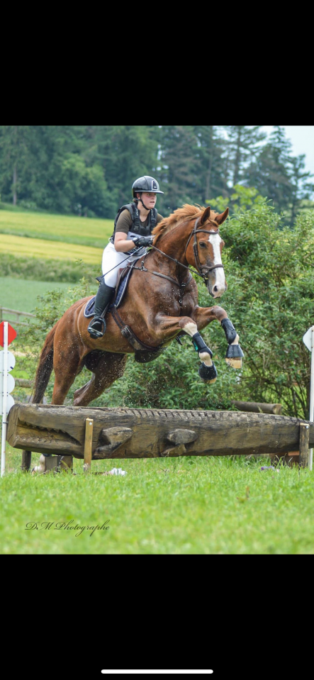 Super hongre &agrave; la recherche d&rsquo;une famille 5⭐️