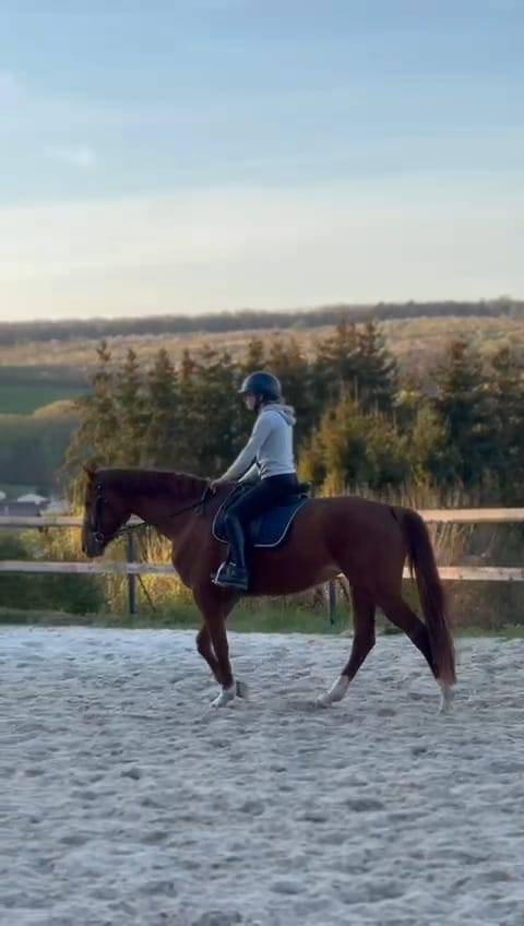 Vends Jument de 5 ans