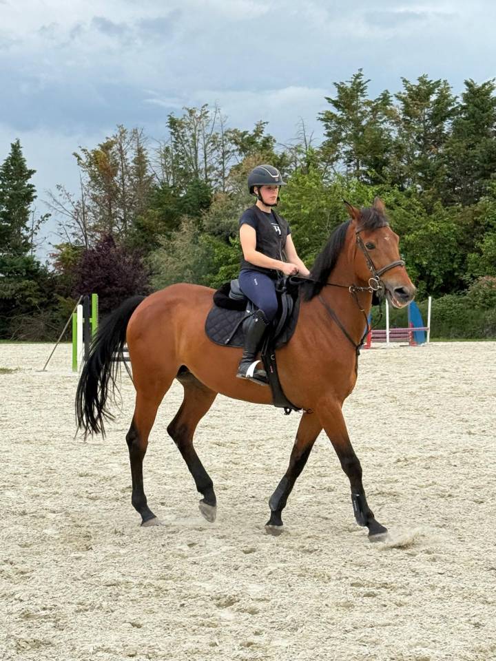 Jument BWP Cheval de Sang Belge A vendre 2014 Bai