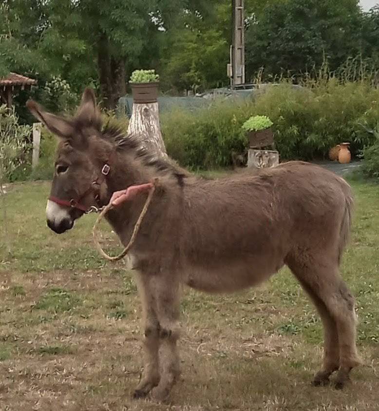 &Acirc;nesse de 3 ans