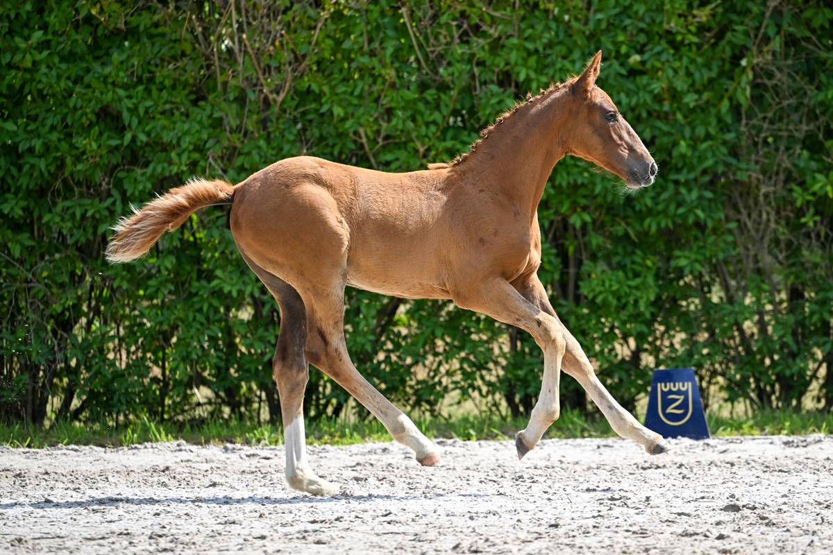 Pouliche Zangersheide 