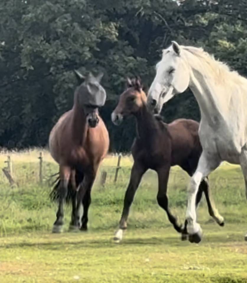 Petit fils de Garfield de Tiji des templiers 