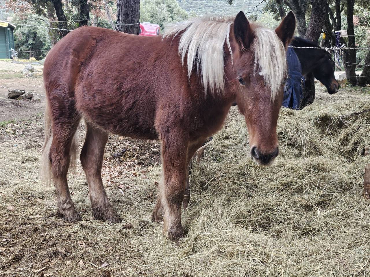 Tr&egrave;s jolie et gentille pouliche 