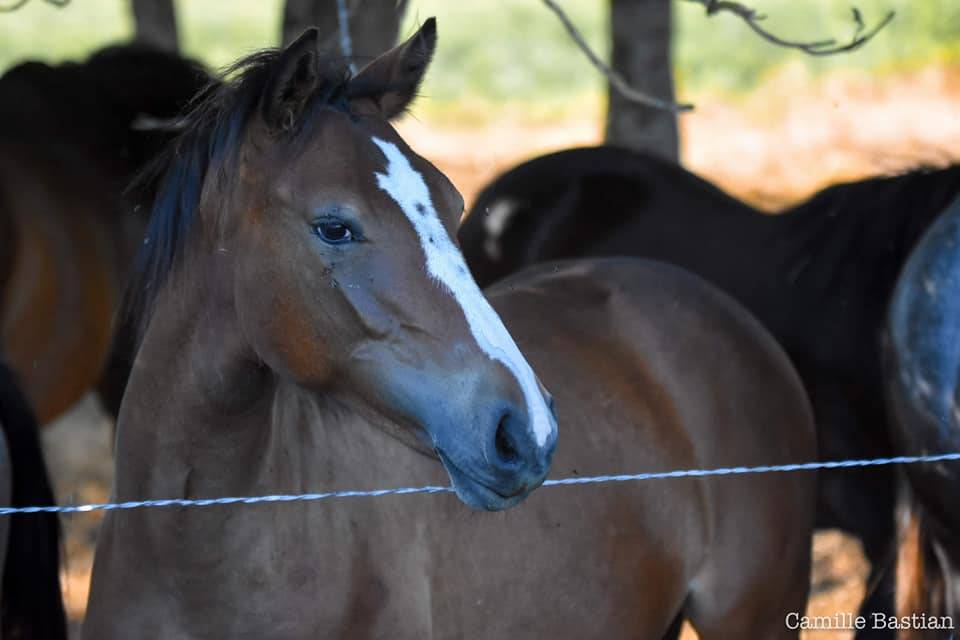 Jazzie de l'&eacute;tang ponette polyvalence