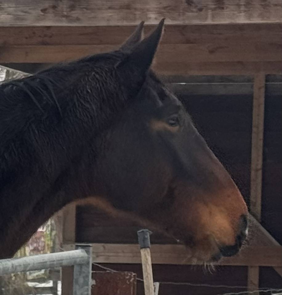 Grand jeune hongre (2022), brave et calme