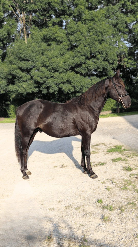 N' Joy, Superbe Quarter Horse M&acirc;le de 2 Ans au Caract&egrave;r