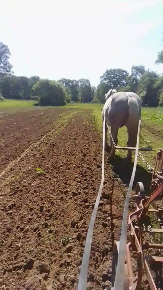 hongre percheron travail du sol