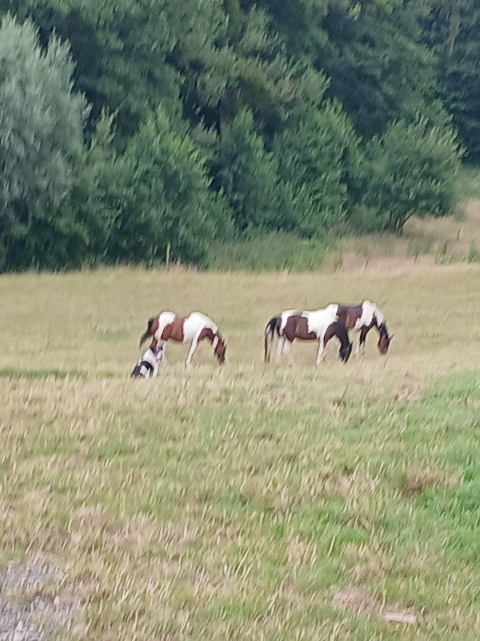 Location ecuries brabant wallon r&eacute;gion nivelles 