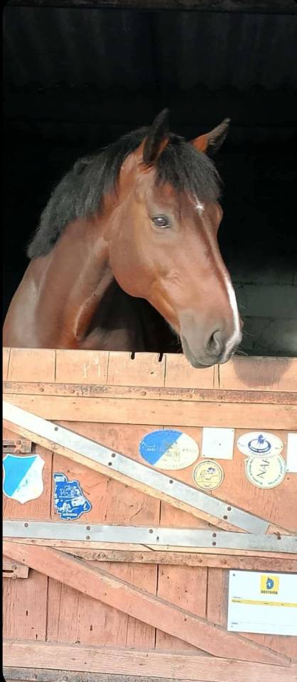 HONGRE SELLE FRANCAIS