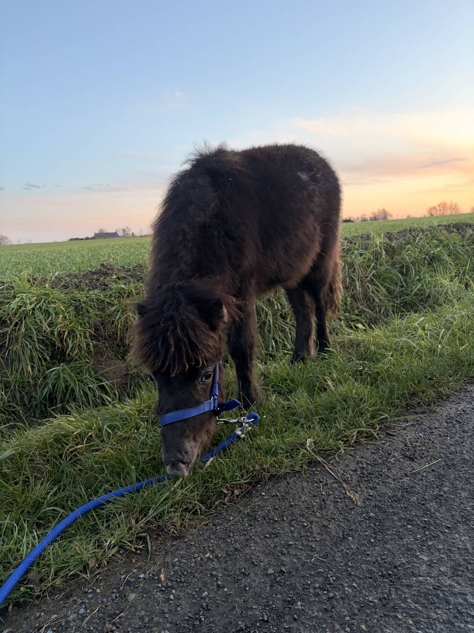&Eacute;talon poulain shetland 
