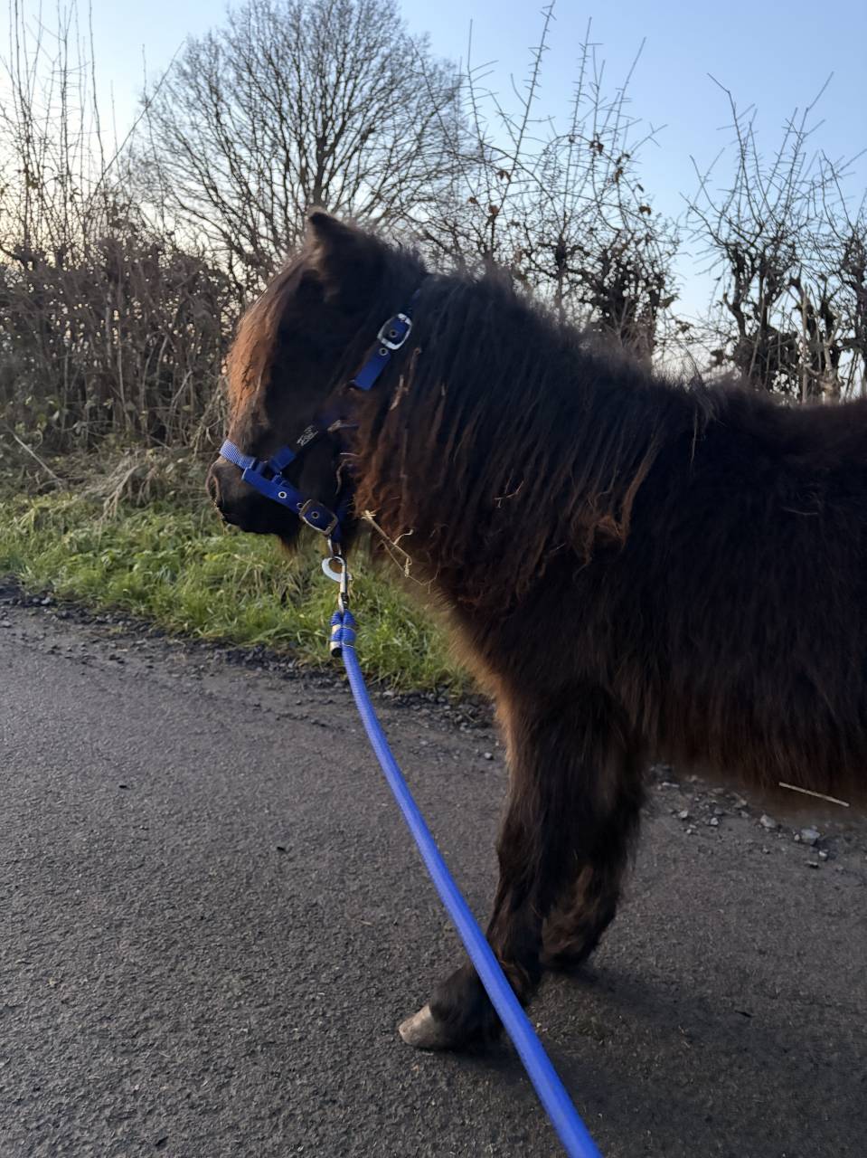 &Eacute;talon poulain shetland 