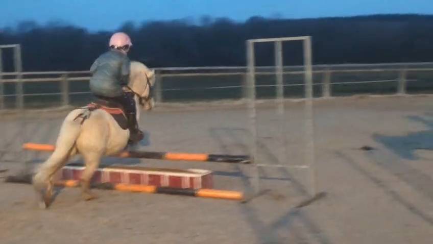 Top hongre shetland pp de 4 ans