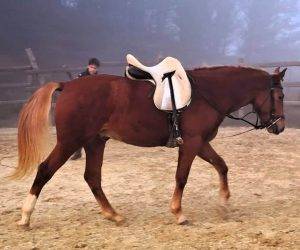 VAQUERO : cheval de qualit&eacute; &agrave; prix raisonnable