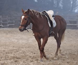 VAQUERO : cheval de qualit&eacute; &agrave; prix raisonnable