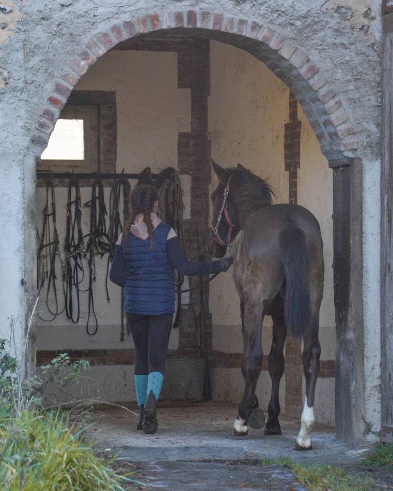 Poulain Hongre Pur-Sang Lusitanien