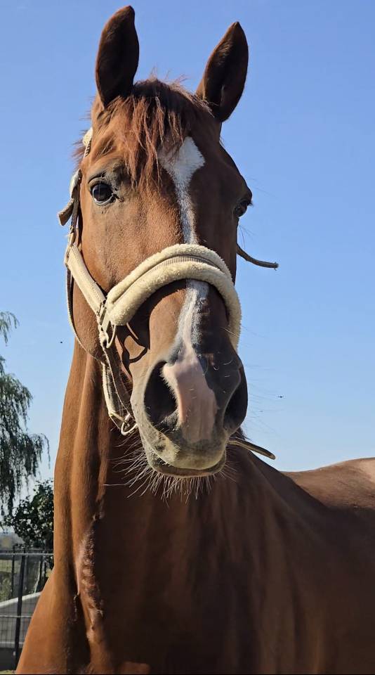 Cheval &agrave; vendre Cso/Dressage