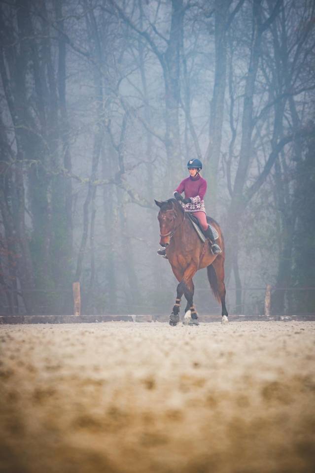 Hongre SF ma&icirc;tre d&rsquo;&eacute;cole 