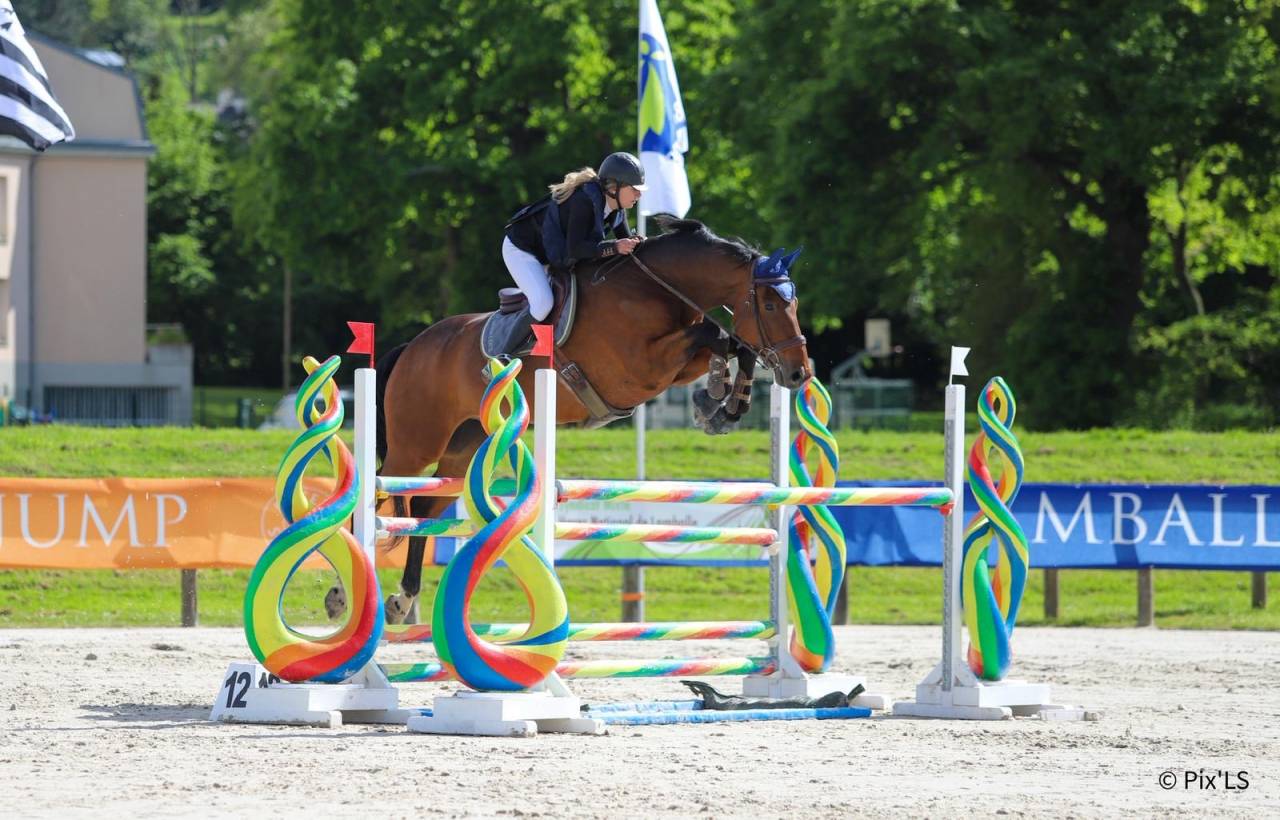 Hongre SF ma&icirc;tre d&rsquo;&eacute;cole 