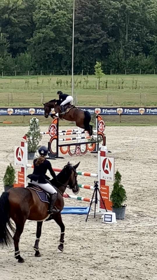 Jument 7 ans Tangelo van de zuuthoeve x Kannan