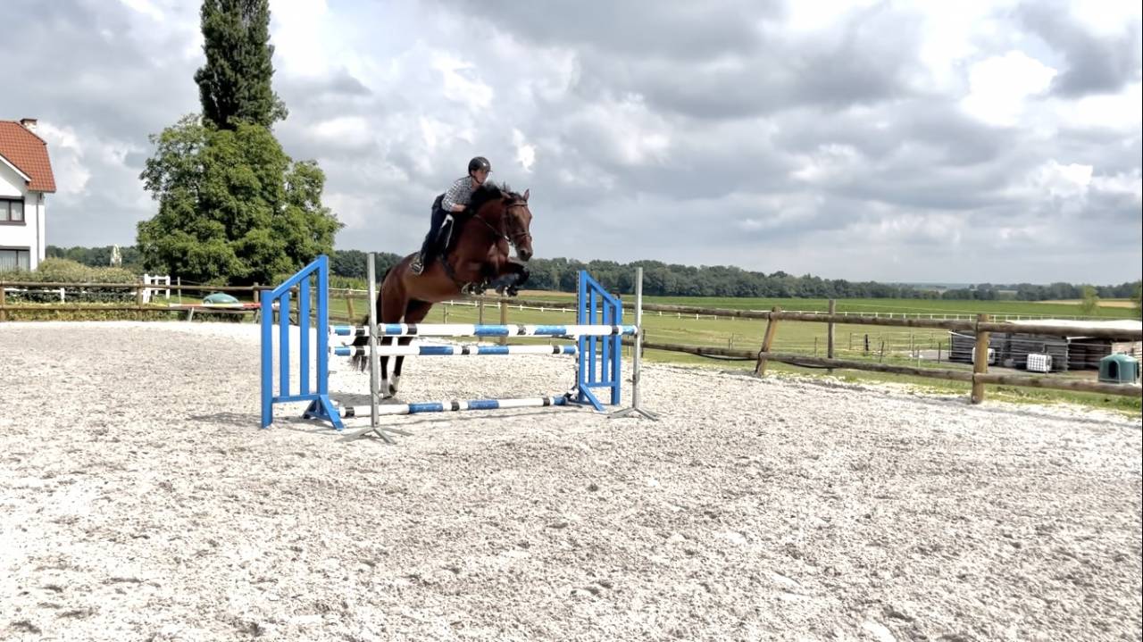 Jument 7 ans Tangelo van de zuuthoeve x Kannan