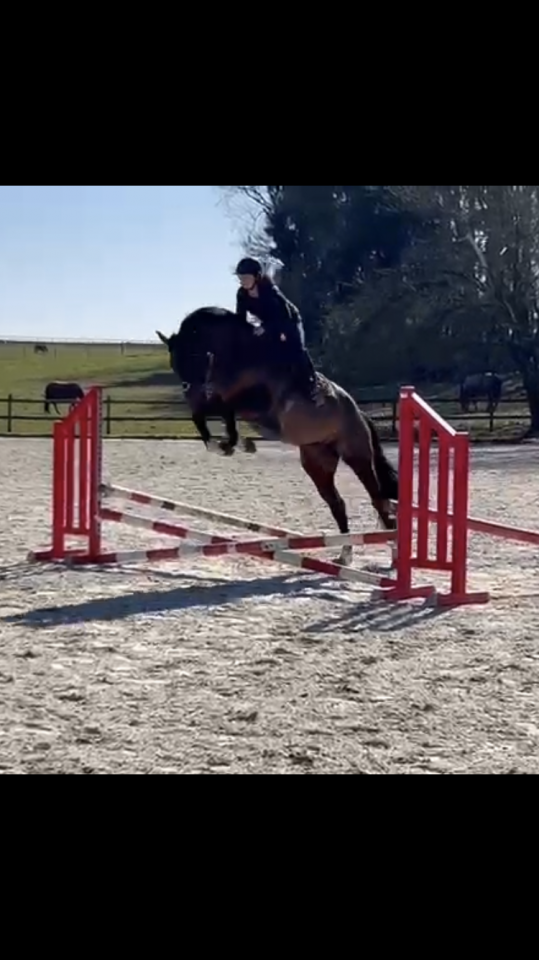 Jument 7 ans Tangelo van de zuuthoeve x Kannan