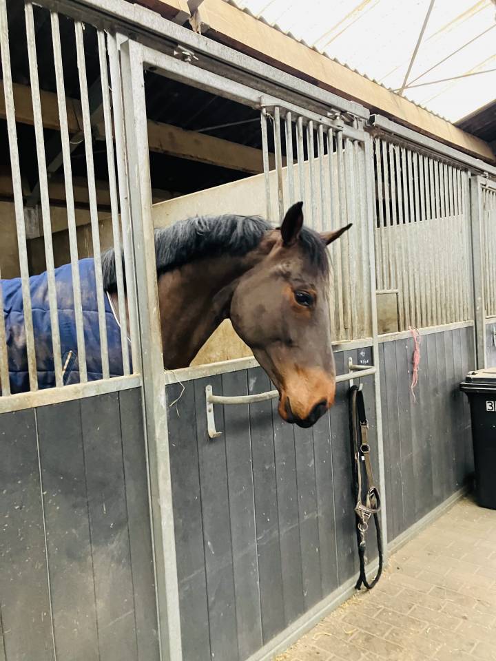 Jument 7 ans Tangelo van de zuuthoeve x Kannan