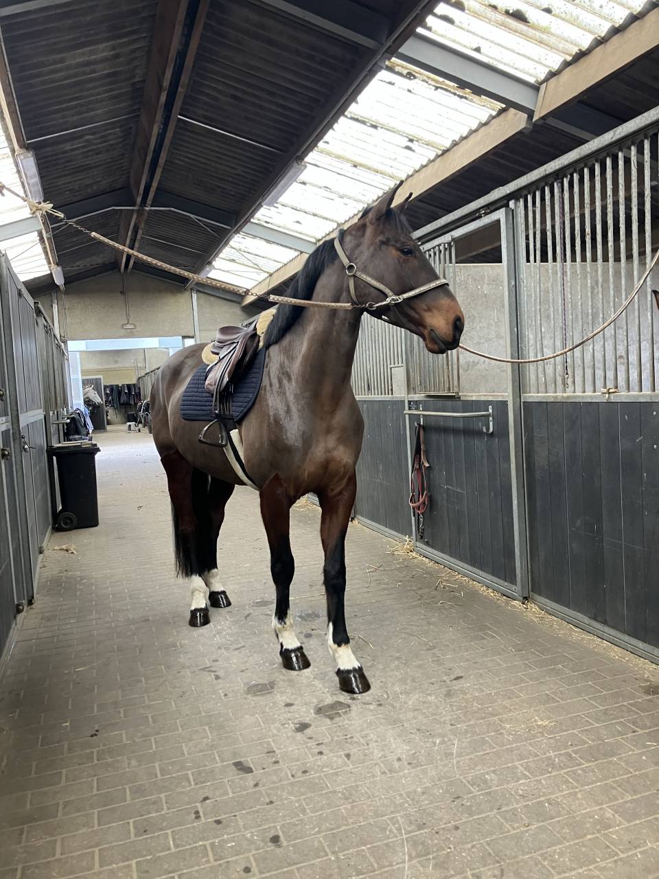 Jument 7 ans Tangelo van de zuuthoeve x Kannan