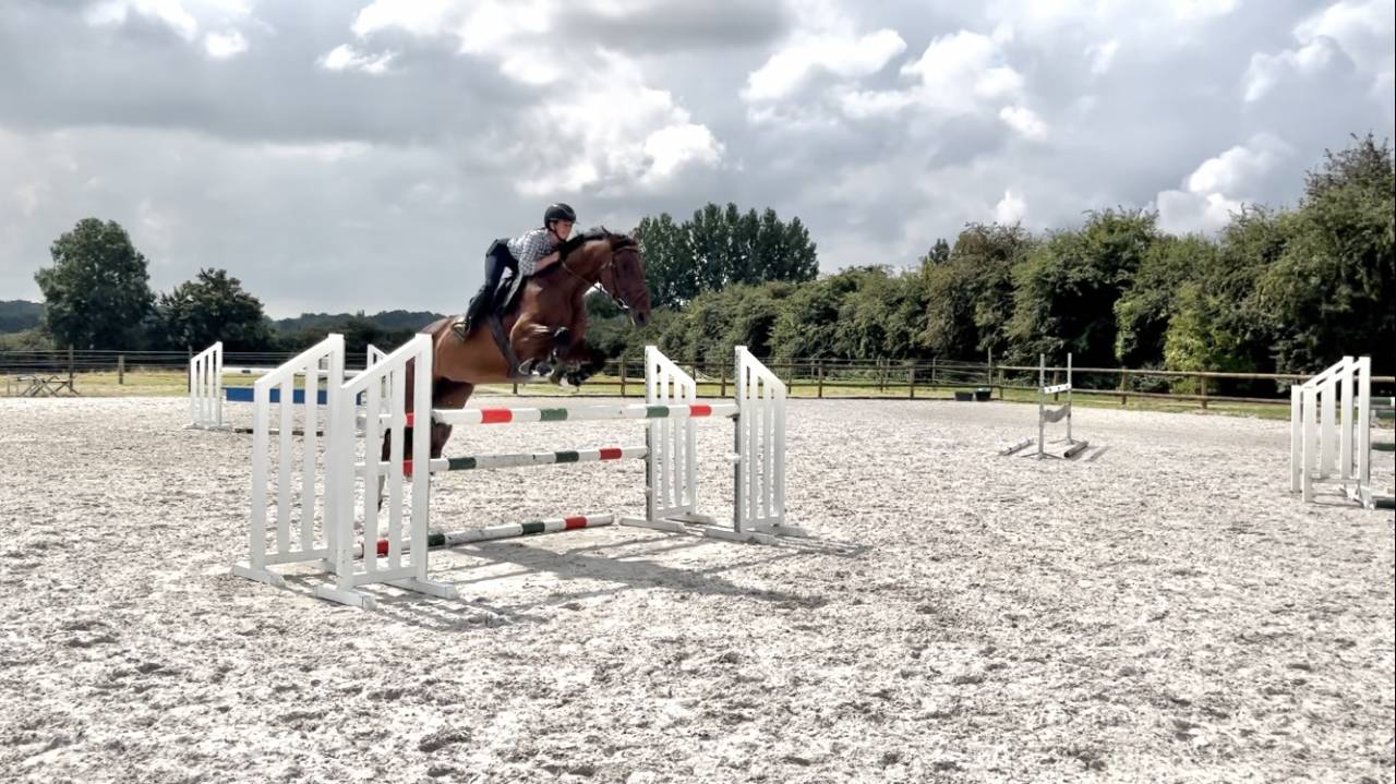 Jument 7 ans Tangelo van de zuuthoeve x Kannan