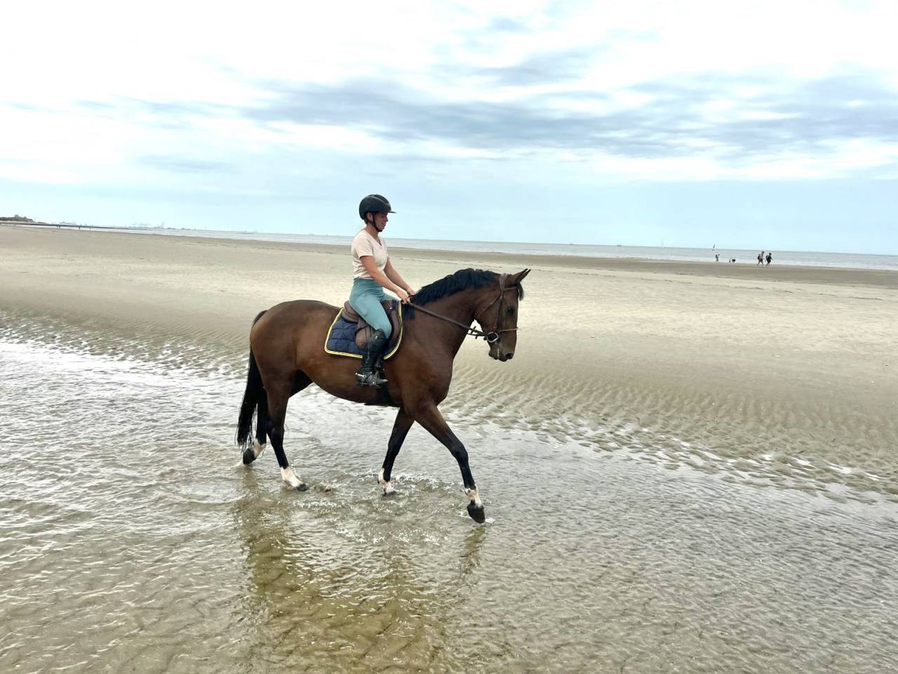 Jument 7 ans Tangelo van de zuuthoeve x Kannan