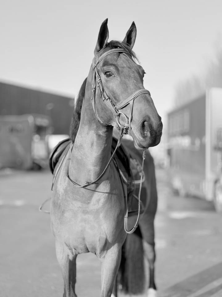 Jument 7 ans Tangelo van de zuuthoeve x Kannan