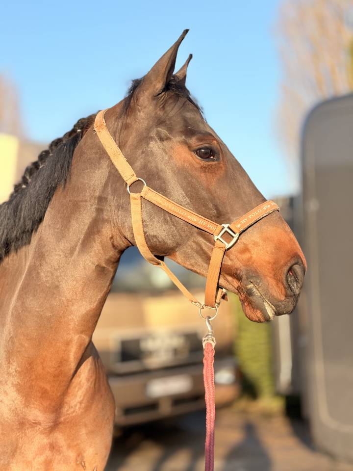 Jument 7 ans Tangelo van de zuuthoeve x Kannan