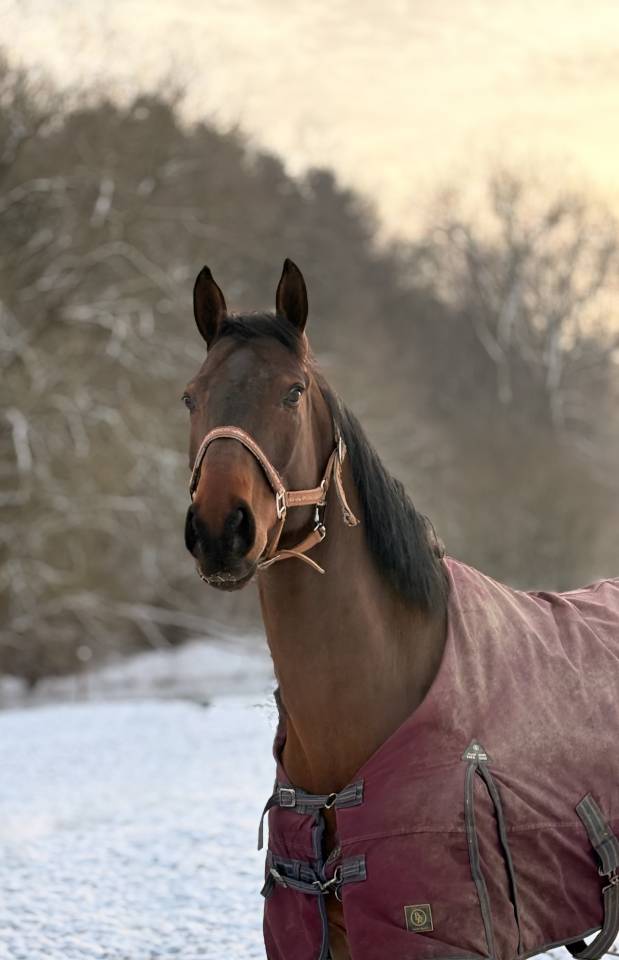 Jument 7 ans Tangelo van de zuuthoeve x Kannan