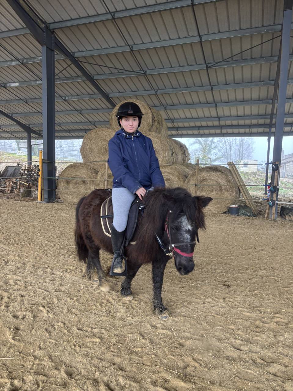 Mignon d&rsquo;Alix Super Shetland ONC Hongre 4 ans