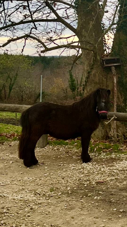 Mignon d&rsquo;Alix Super Shetland ONC Hongre 4 ans