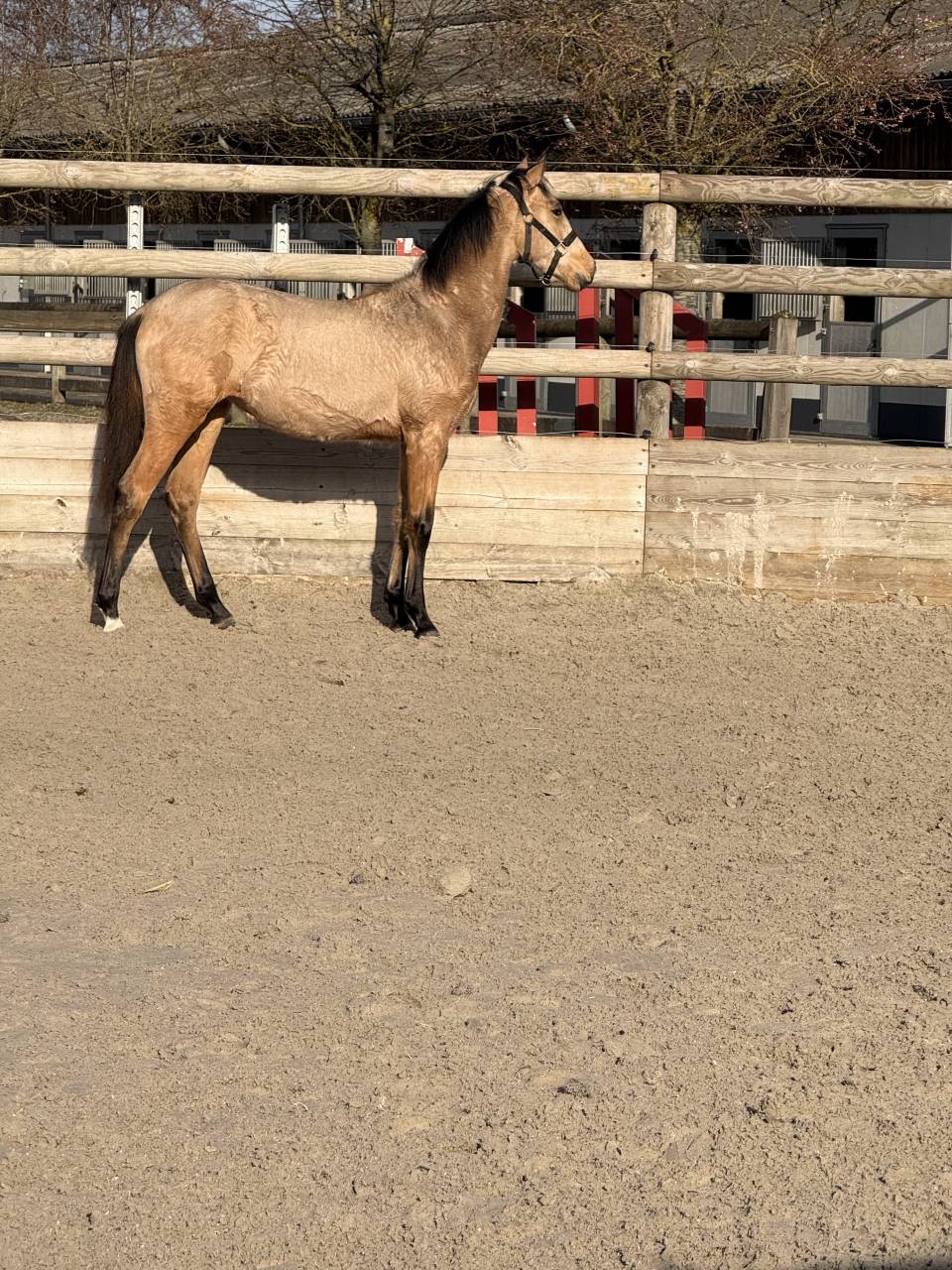 Alh&eacute;na PRE 2025