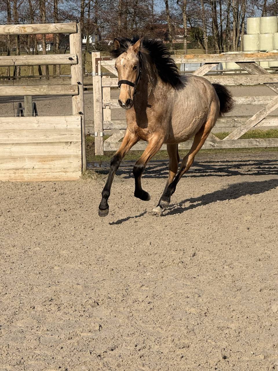 Alh&eacute;na PRE 2025