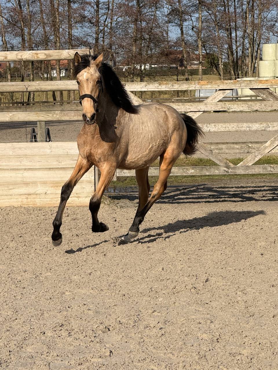 Alh&eacute;na PRE 2025