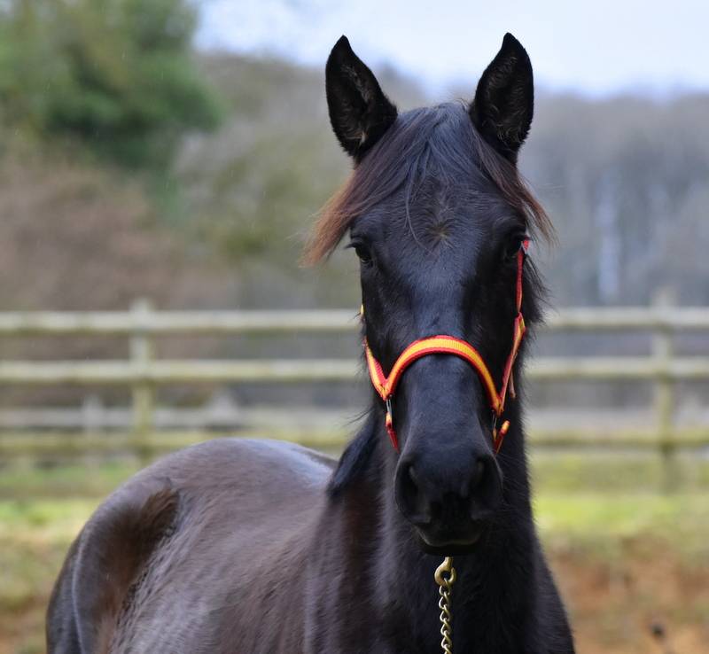 NOBLEZA YEDRA, pouliche PRE noire 