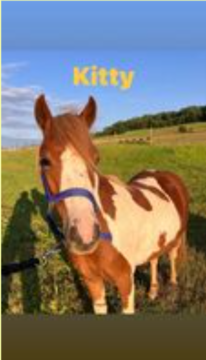 ponette pie alezanne, 4 ans