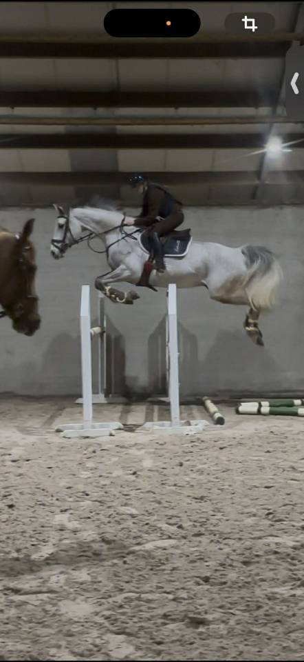 Vendre cheval Christophorus Z