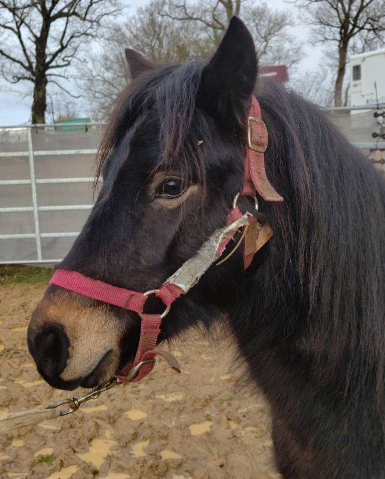 Magnifick d'Arquetan