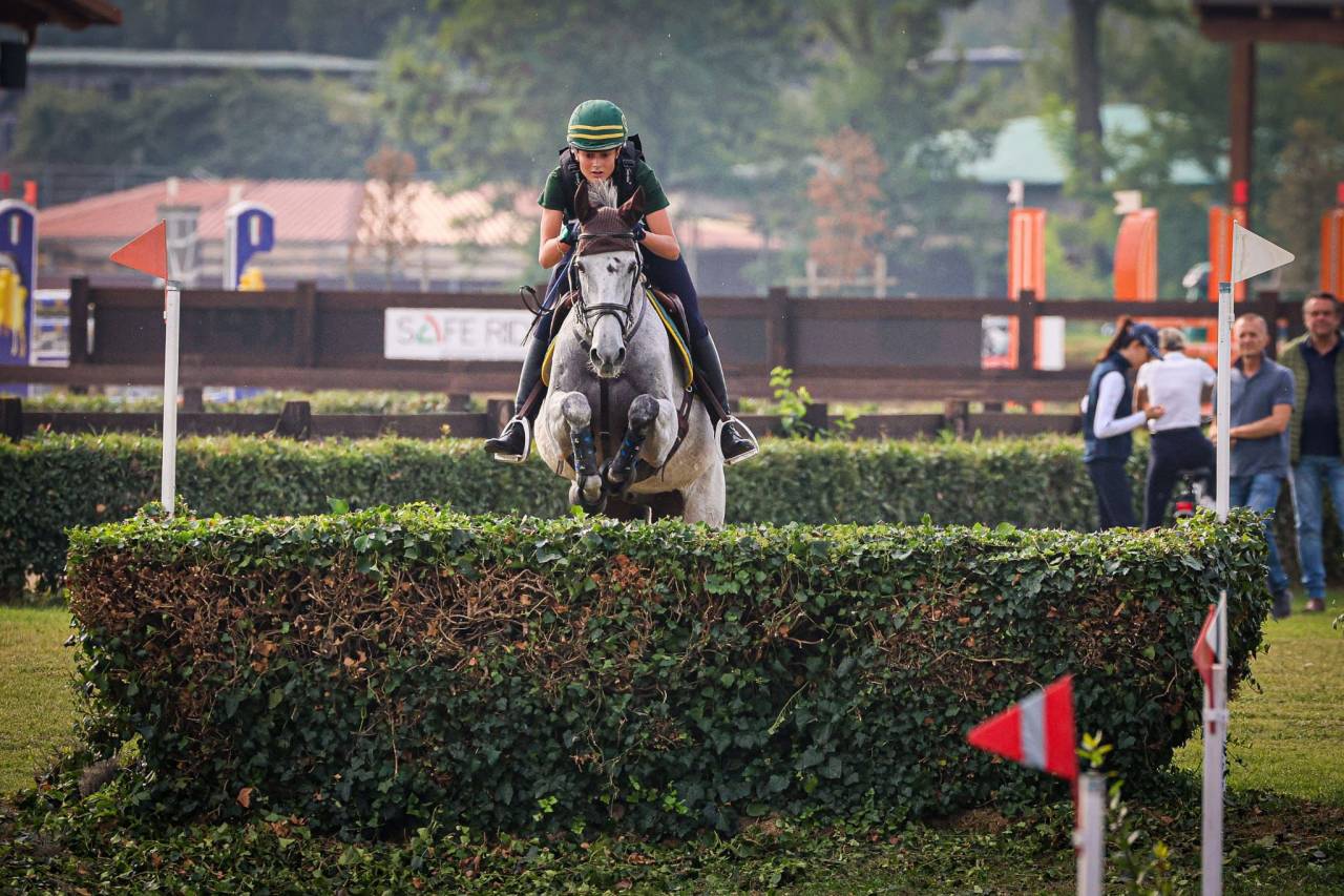 Hongre Cheval de Sport Irlandais A vendre 2010 Gris