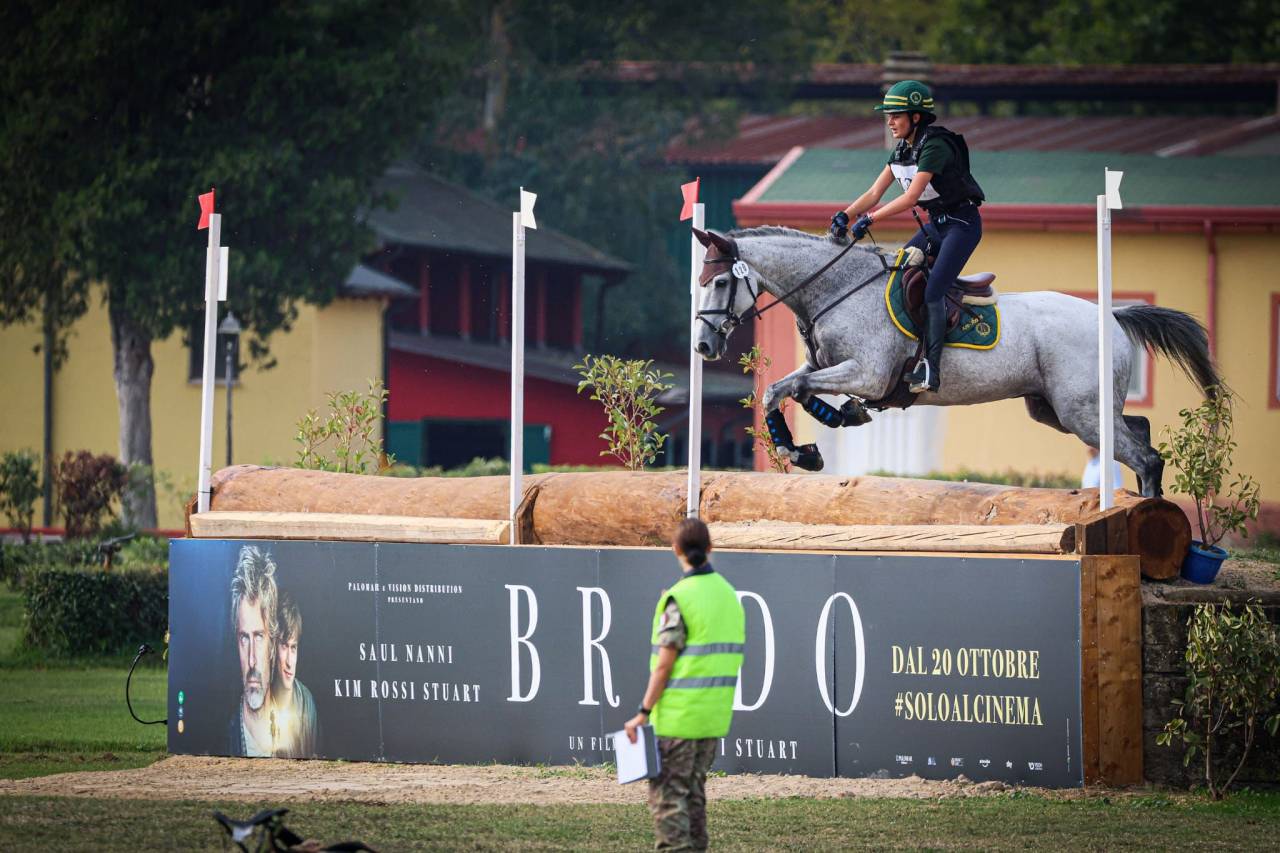 Hongre Cheval de Sport Irlandais A vendre 2010 Gris